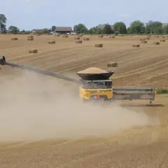 Żółta maszyna żniwna zbiera zboże na polu, tworząc tumany kurzu. W tle widać bele słomy i zabudowania. To obraz pracującego, aktywnego rolnika.
